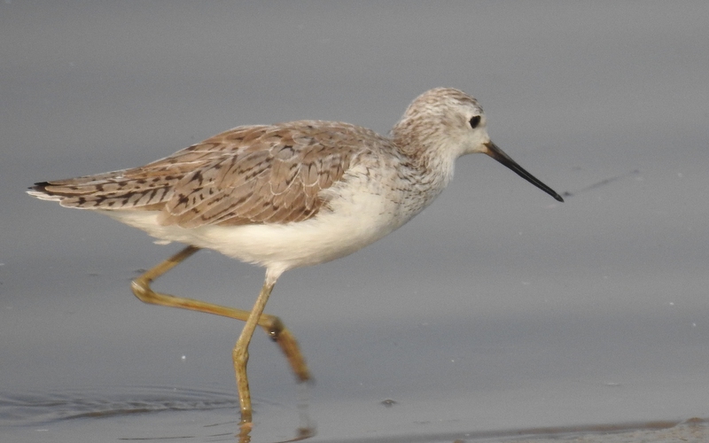 Marsh Sandpiper